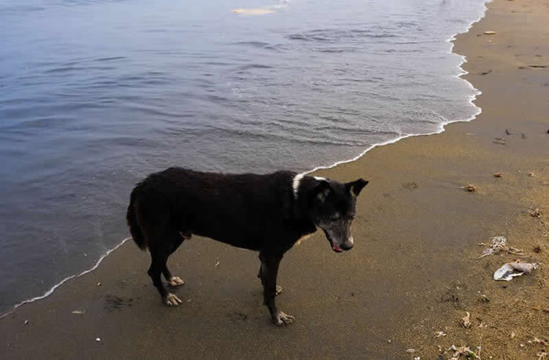 Street photo of a black dog standing on a beach, aligned with the shoreline where water meets sand, creating a natural visual division.