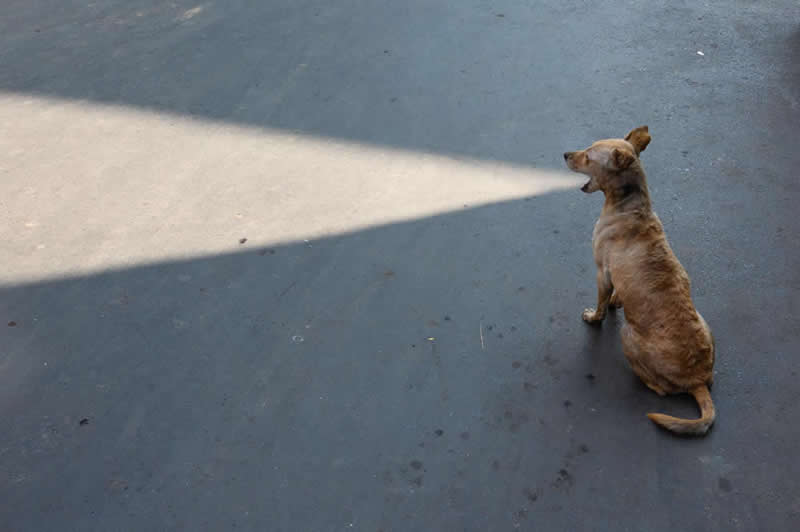 Street photo of a dog sitting on pavement at the edge of light and shadow, creating a strong contrast and minimal composition.