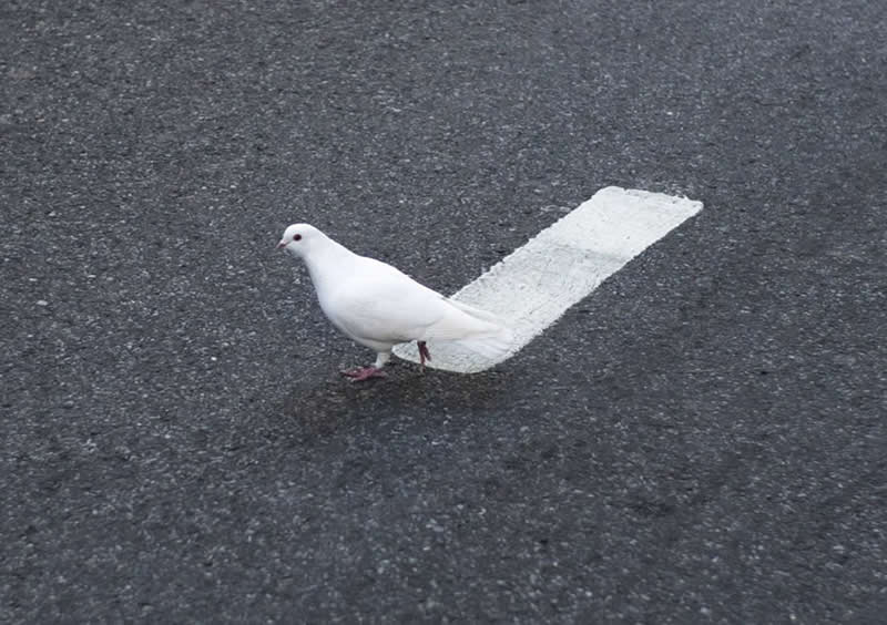 Street photo of a white bird walking on asphalt, aligned with a white road marking that appears like an extended tail.