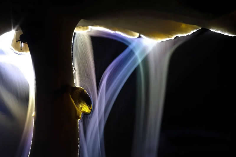 Earth’s Fragile Beauty: 30 Stunning Nature Photography Contest Winners 36 Macrophotography - Winner: "Sporing Party" by Indranil Basu Mallick - The Nature Photography Contest Winners