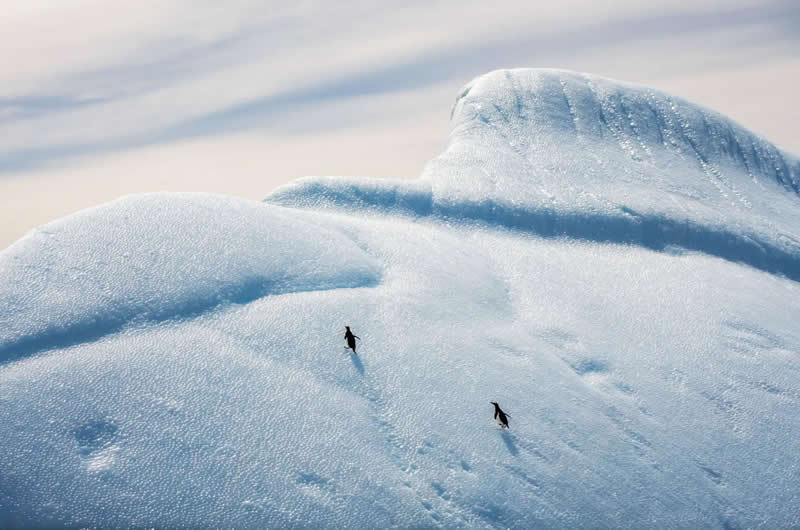 Earth’s Fragile Beauty: 30 Stunning Nature Photography Contest Winners 47 "Two Silhouettes on the Ice" by Xi Liu - The Nature Photography Contest Winners