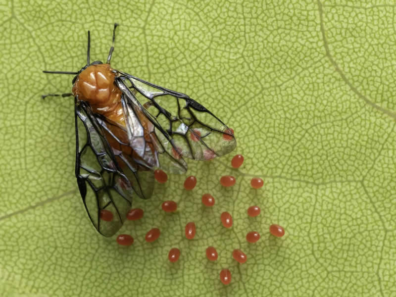 Earth’s Fragile Beauty: 30 Stunning Nature Photography Contest Winners 51 "Seeds of Life" by Alicia Luna - The Nature Photography Contest Winners