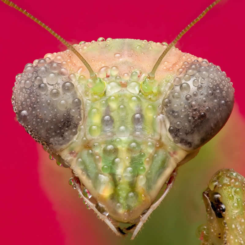Earth’s Fragile Beauty: 30 Stunning Nature Photography Contest Winners 53 "Dew Covered Mantis" by Lane Kirstein - The Nature Photography Contest Winners