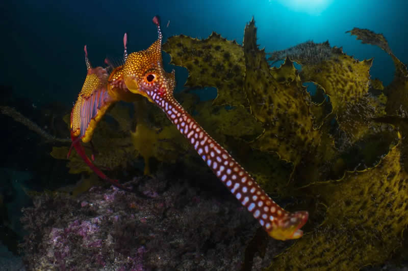 Earth’s Fragile Beauty: 30 Stunning Nature Photography Contest Winners 54 "Shout and About" by Daniel Sly - The Nature Photography Contest Winners