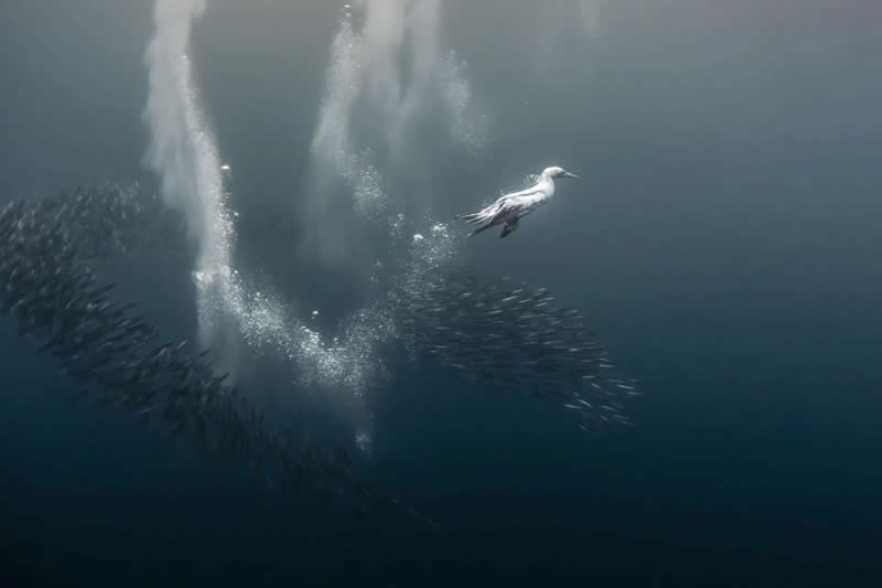 Earth’s Fragile Beauty: 30 Stunning Nature Photography Contest Winners 56 "The dive" by Fabi Fregonesi - The Nature Photography Contest Winners