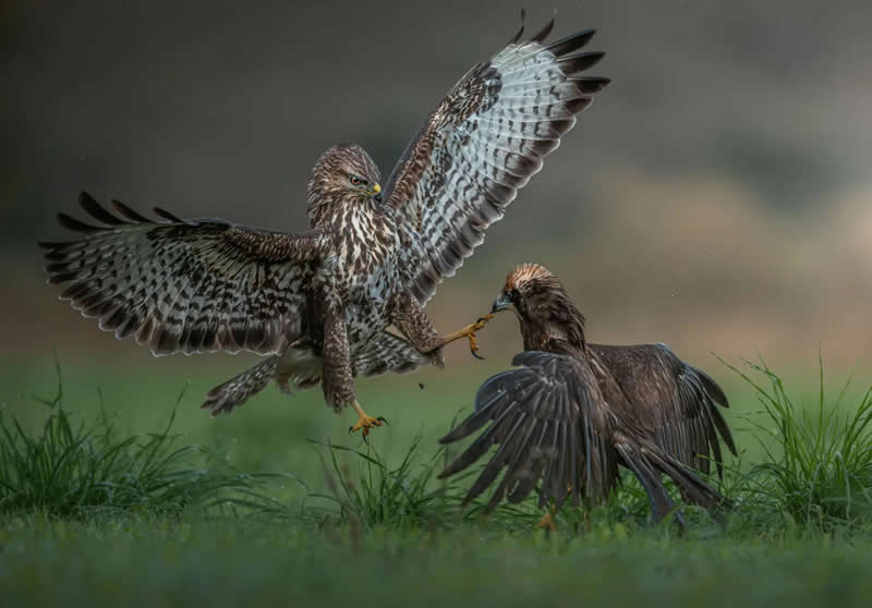 Earth’s Fragile Beauty: 30 Stunning Nature Photography Contest Winners 58 "Strike from Above" by Panagiotis Xaxiris - The Nature Photography Contest Winners