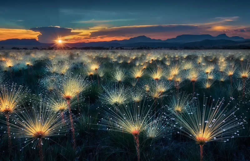 Earth’s Fragile Beauty: 30 Stunning Nature Photography Contest Winners 60 "Fireworks" by Marcio Cabral - The Nature Photography Contest Winners