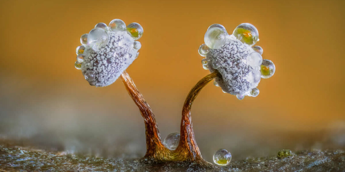 The World of Fungi: 15 Award-Winning Photos from the Garden Photographer of the Year