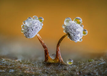 The World of Fungi: 15 Award-Winning Photos from the Garden Photographer of the Year