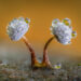 The World of Fungi: 15 Award-Winning Photos from the Garden Photographer of the Year
