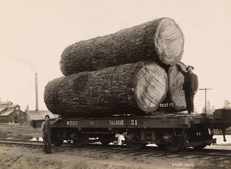 33 Unseen Photographs That Reframe American History 46 Logs loaded on a railroad flatcar in Oregon, circa 1900s.