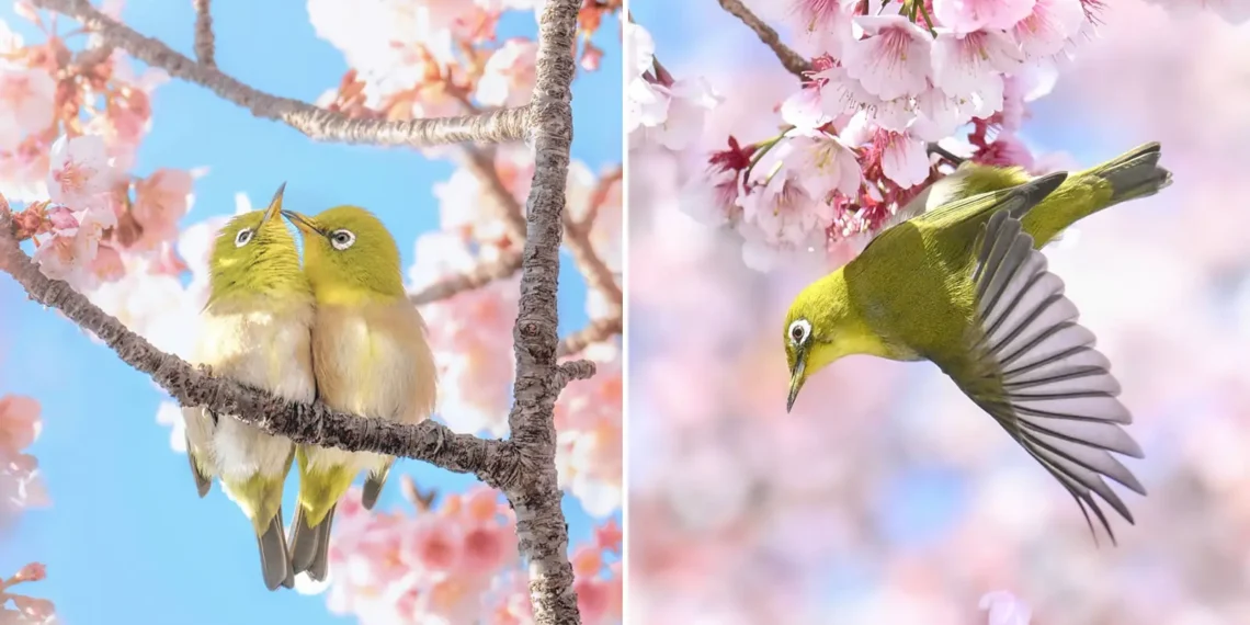 20 Enchanting Photos of Japan’s White-Eye Birds Dancing Among Cherry Blossoms 21 White-Eye Birds Japan Cherry Blossoms Captured by Kosa