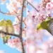 White-Eye Birds Japan Cherry Blossoms Captured by Kosa