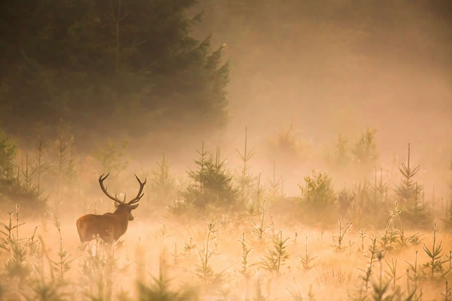 Dreamlike Wildlife Photography Michel d&rsquo;Oultremont