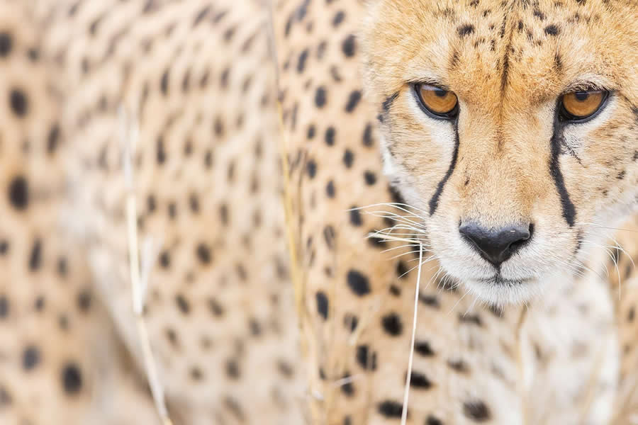 Dreamlike Wildlife Photography Michel d&rsquo;Oultremont