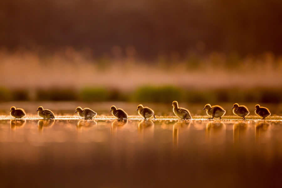 Dreamlike Wildlife Photography Michel d&rsquo;Oultremont