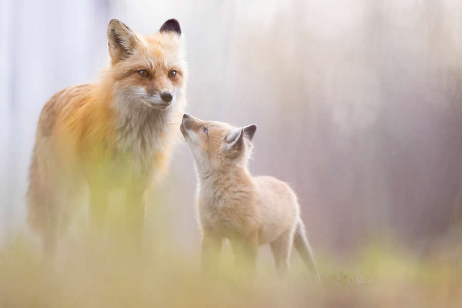 Dreamlike Wildlife Photography Michel d&rsquo;Oultremont