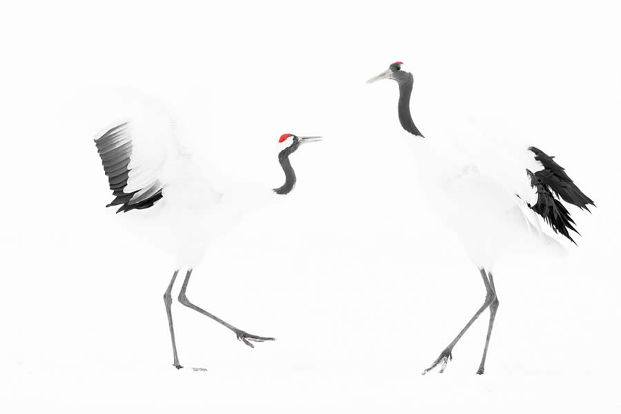 Dreamlike Wildlife Photography Michel d&rsquo;Oultremont