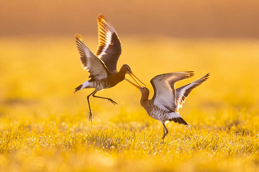 Dreamlike Wildlife Photography Michel d&rsquo;Oultremont