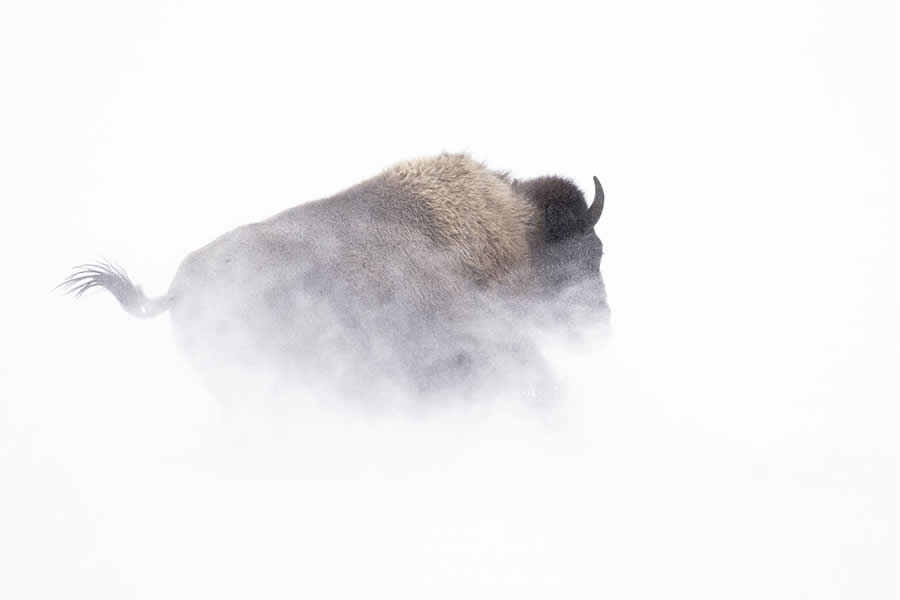 Dreamlike Wildlife Photography Michel d&rsquo;Oultremont