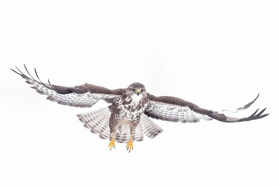 Dreamlike Wildlife Photography Michel d&rsquo;Oultremont