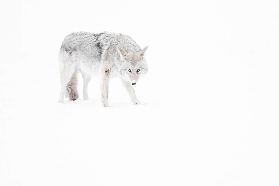 Dreamlike Wildlife Photography Michel d&rsquo;Oultremont