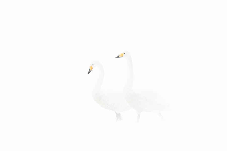 Dreamlike Wildlife Photography Michel d&rsquo;Oultremont