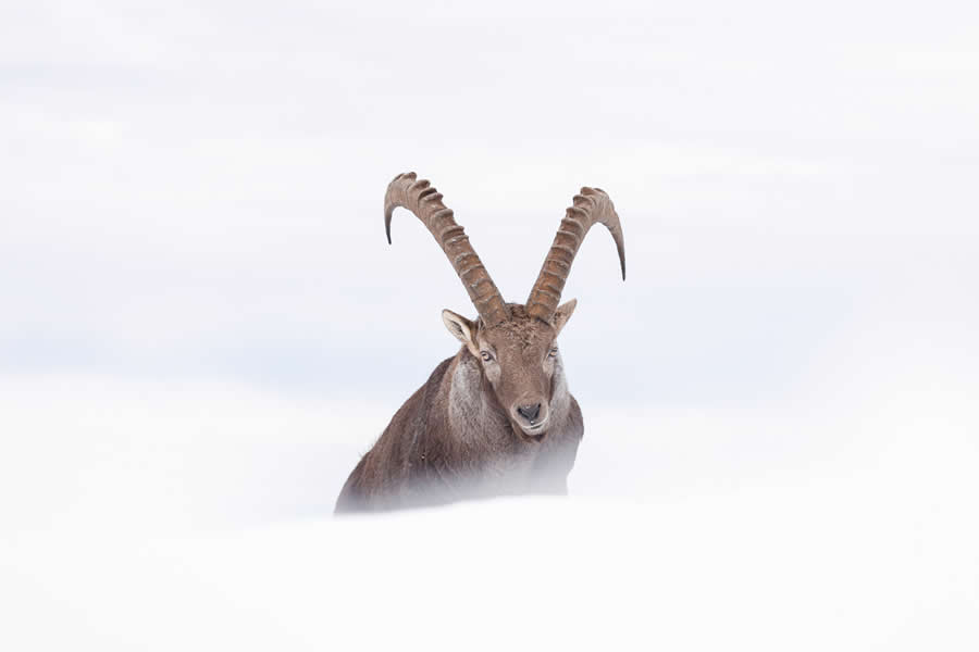 Dreamlike Wildlife Photography Michel d&rsquo;Oultremont