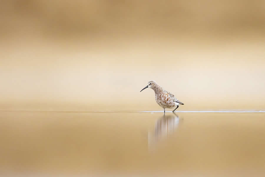 Dreamlike Wildlife Photography Michel d&rsquo;Oultremont