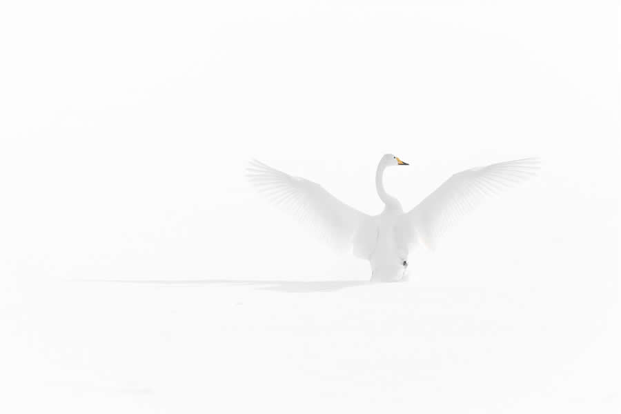 Dreamlike Wildlife Photography Michel d&rsquo;Oultremont