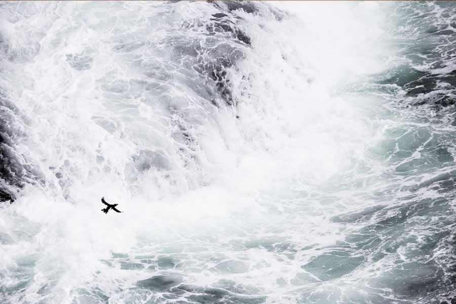 Dreamlike Wildlife Photography Michel d&rsquo;Oultremont