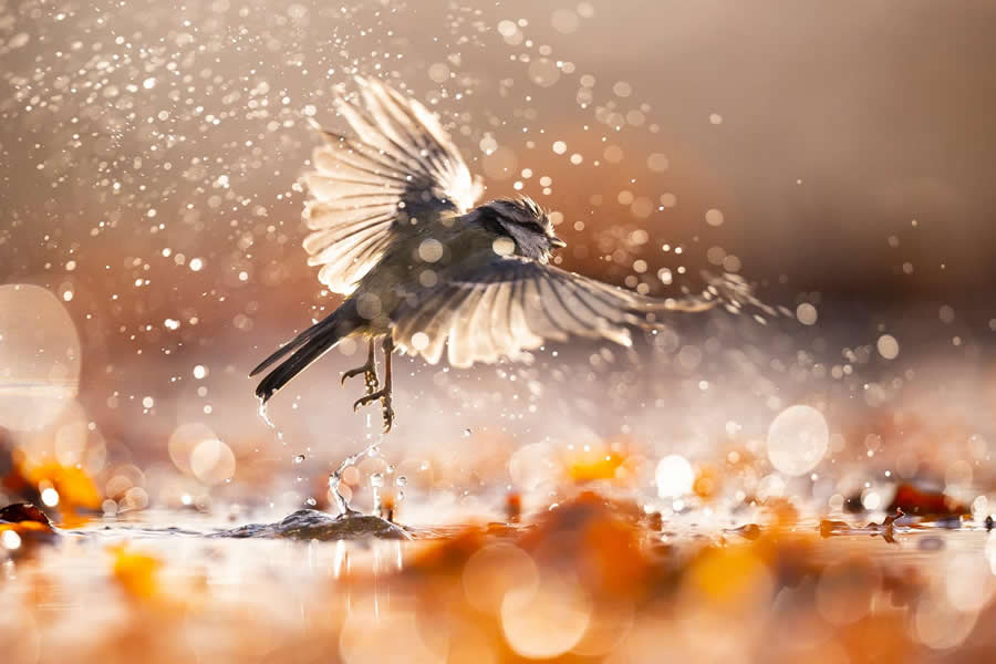 Dreamlike Wildlife Photography Michel d&rsquo;Oultremont