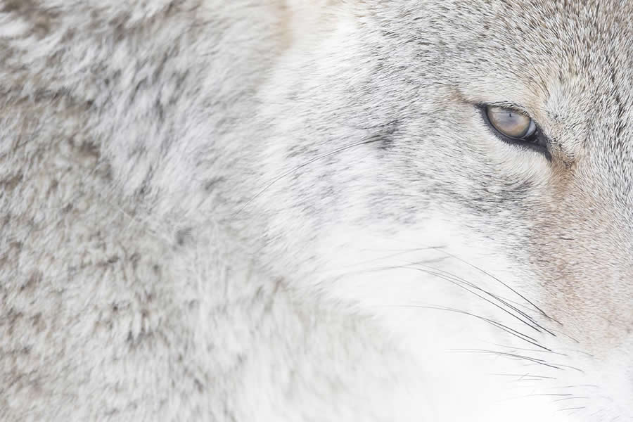 Dreamlike Wildlife Photography Michel d&rsquo;Oultremont