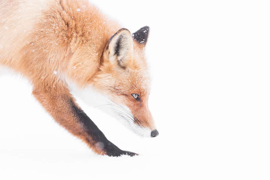 Dreamlike Wildlife Photography Michel d&rsquo;Oultremont