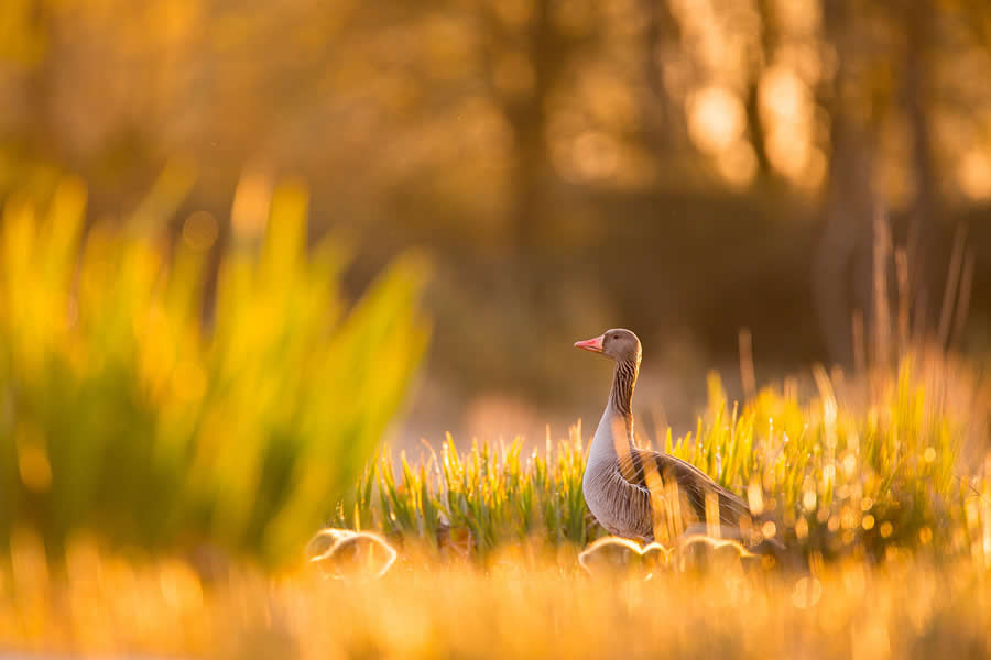 Dreamlike Wildlife Photography Michel d&rsquo;Oultremont
