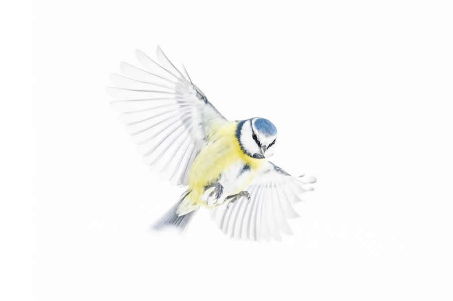 Dreamlike Wildlife Photography Michel d&rsquo;Oultremont