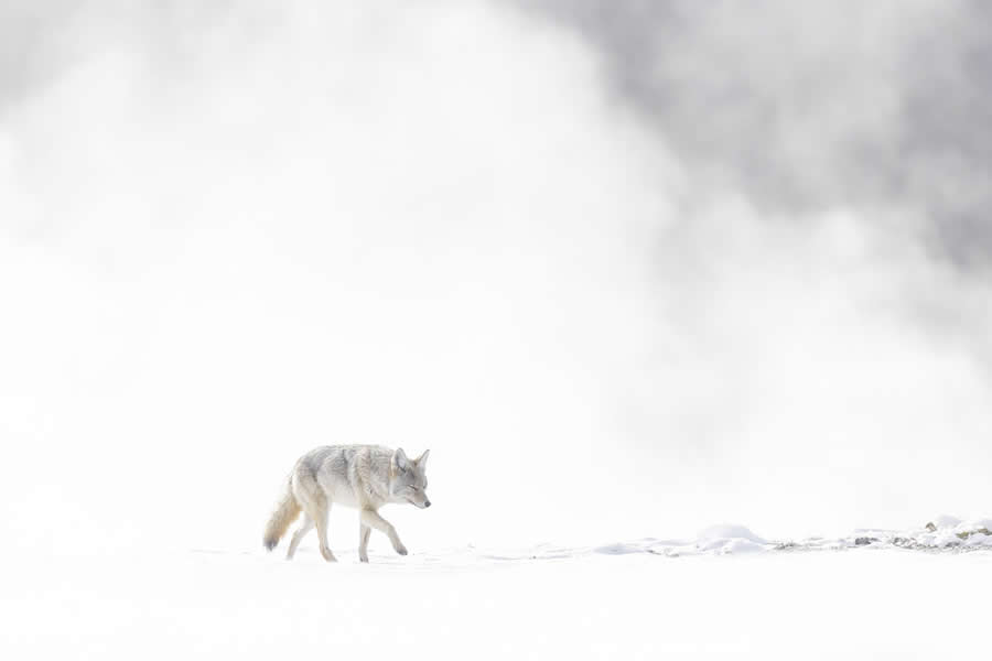 Dreamlike Wildlife Photography Michel d&rsquo;Oultremont