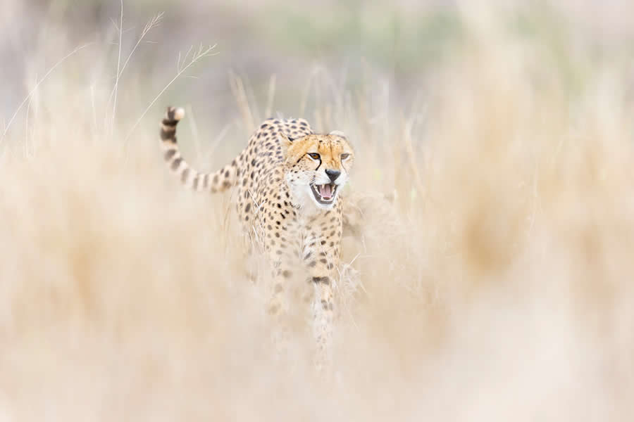 Dreamlike Wildlife Photography Michel d&rsquo;Oultremont