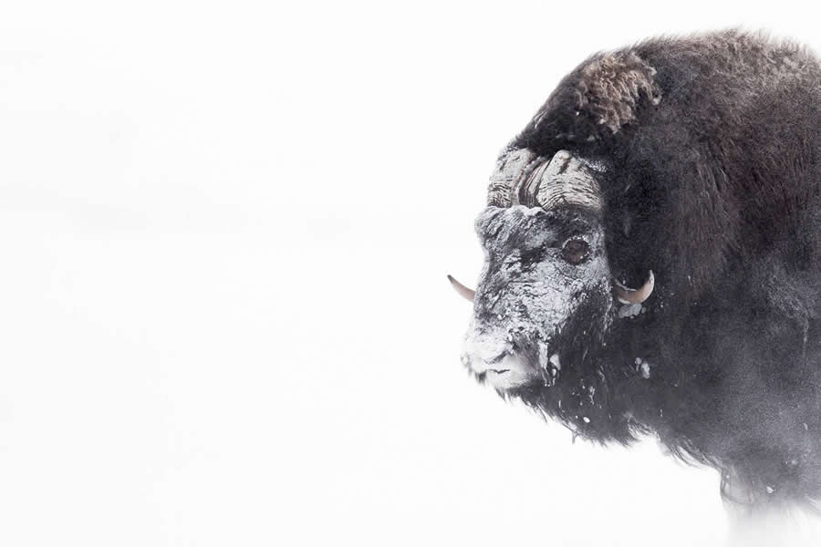 Dreamlike Wildlife Photography Michel d&rsquo;Oultremont