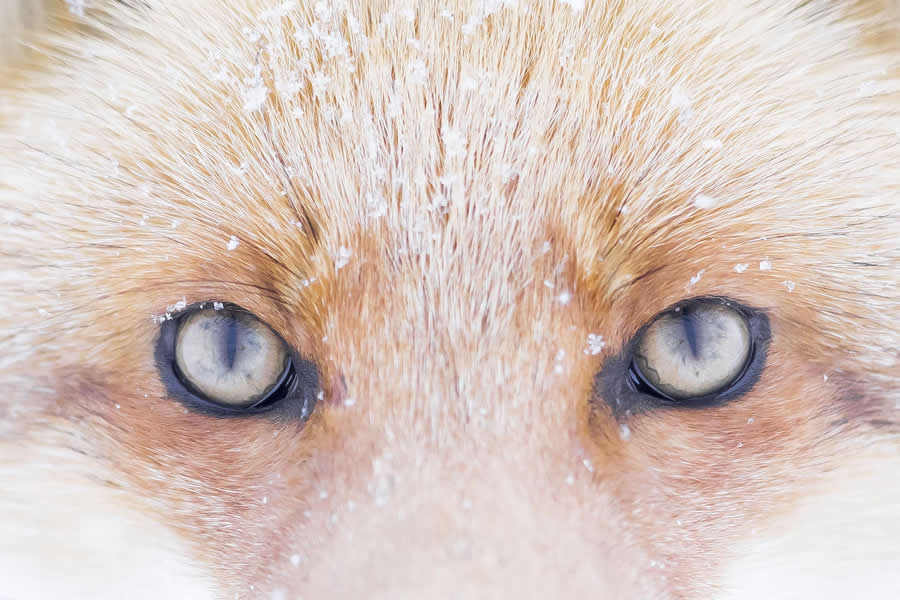 Dreamlike Wildlife Photography Michel d&rsquo;Oultremont