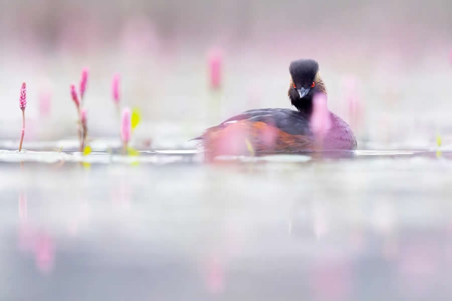 Dreamlike Wildlife Photography Michel d&rsquo;Oultremont