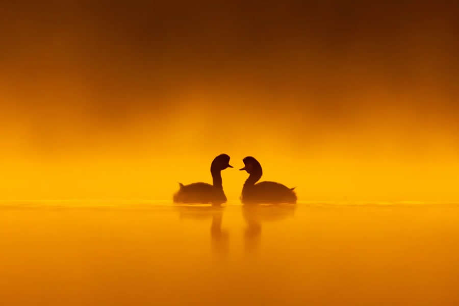 Dreamlike Wildlife Photography Michel d&rsquo;Oultremont