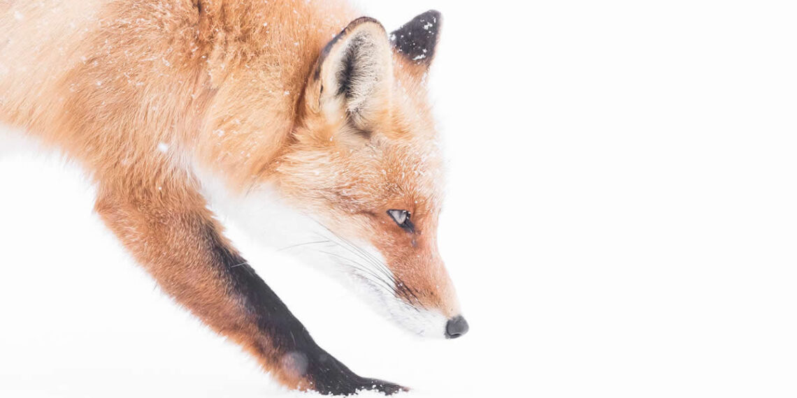 Dreamlike Wildlife Photography Michel d'Oultremont