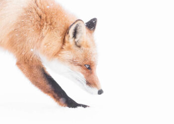 Dreamlike Wildlife Photography Michel d'Oultremont