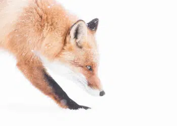 Dreamlike Wildlife Photography Michel d'Oultremont