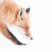 Dreamlike Wildlife Photography Michel d'Oultremont