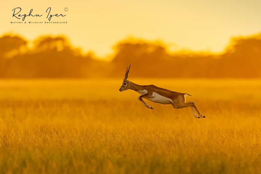 Blackbuck antelope leaping across golden grassland at sunset, captured in motion by wildlife photographer Raghu Iyer, showcasing nature, speed, and wilderness beauty.