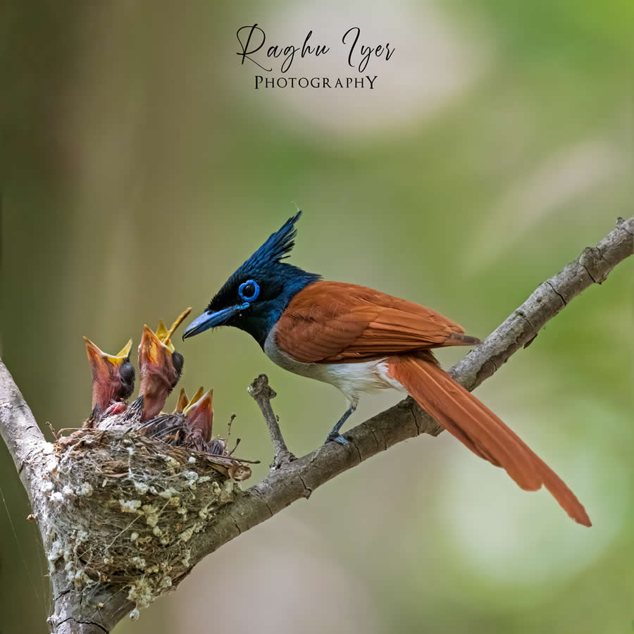 Asian paradise flycatcher feeding chicks in a nest on tree branch, close-up wildlife photography by Raghu Iyer showing bird parenting, nature behavior, and avian life.