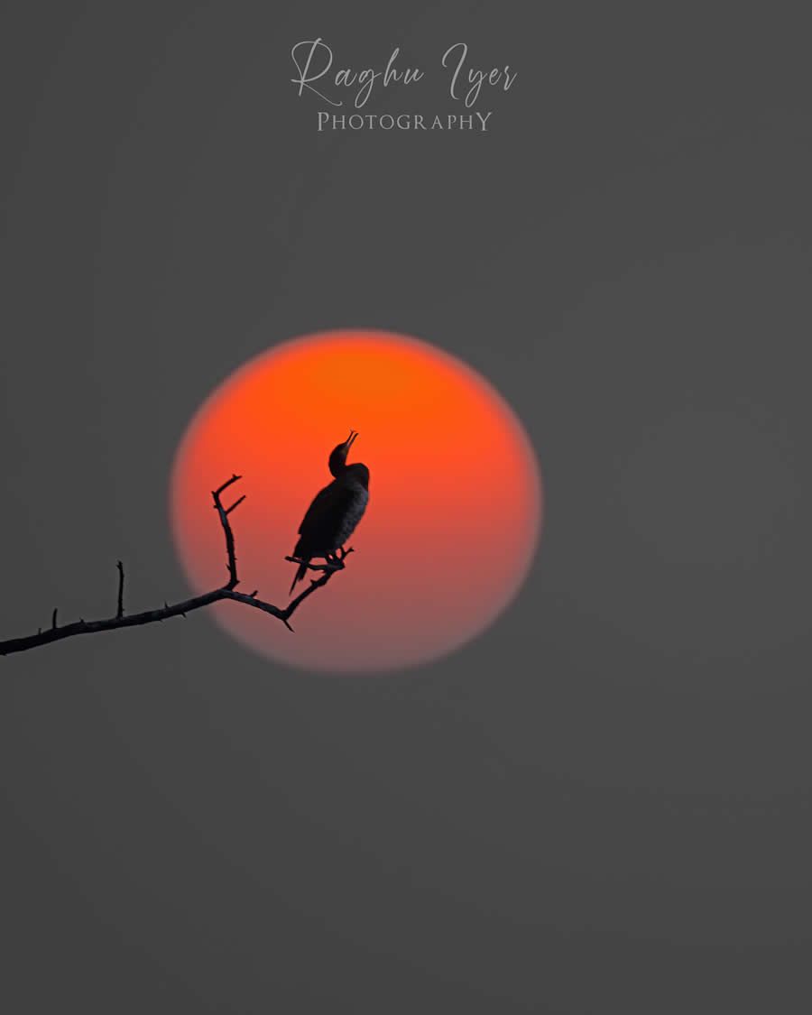 Silhouette of a bird perched on a branch against a glowing red sunset, minimalist wildlife photography by Raghu Iyer capturing nature, dusk mood, and serene landscape.