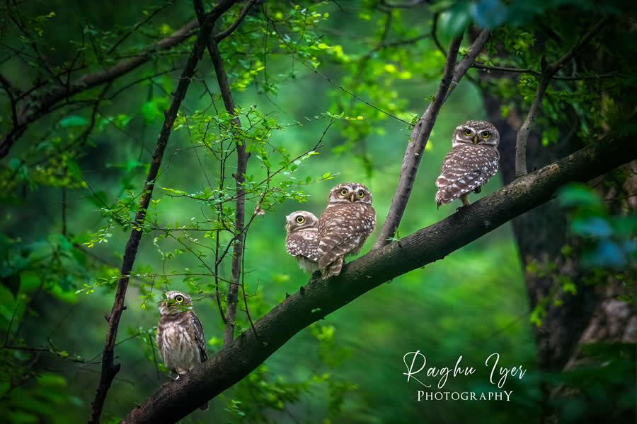 Group of spotted owlets perched on a tree branch in lush green forest, wildlife photography by Raghu Iyer capturing owl behavior, nature habitat, and bird life in India.